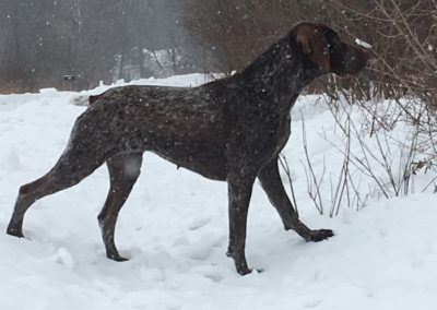 German Shorthaired Pointer - Layna