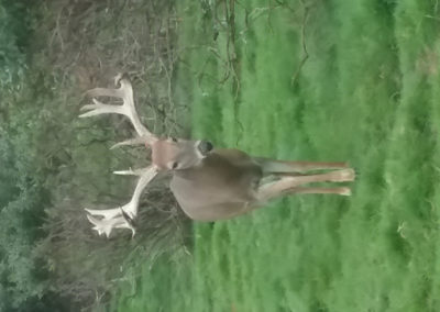 Whitetail Deer Hunts
