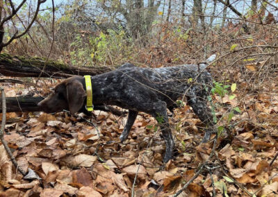 German Shorthaired Pointer - Rona