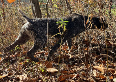 German Shorthaired Pointer - Rona
