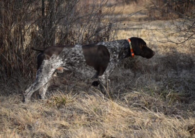 German Shorthaired Pointer - Brody