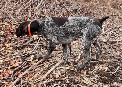 German Shorthaired Pointer - Brody