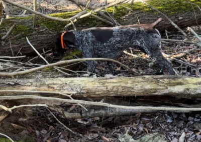 German Shorthaired Pointer - Brody