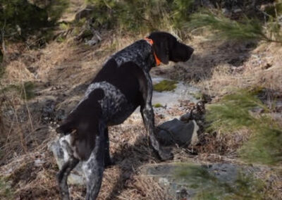 German Shorthaired Pointer - Brody