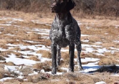 German Shorthaired Pointer - Brody