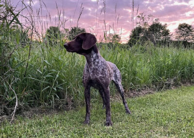 German Shorthaired Pointer – Delta