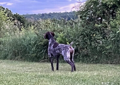 German Shorthaired Pointer – Delta