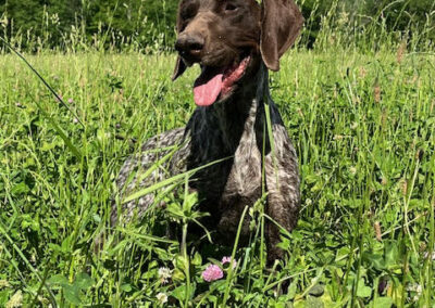 German Shorthaired Pointer – Delta