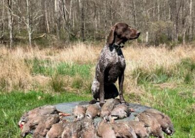 German Shorthaired Pointer – Delta