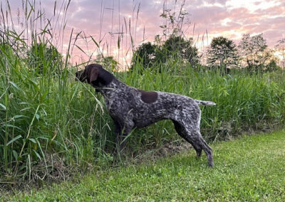 German Shorthaired Pointer – Delta