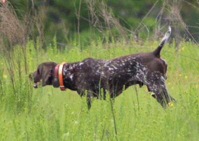 German Shorthaired Pointer - Jake