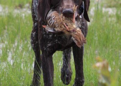 German Shorthaired Pointer - Jake