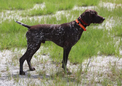 German Shorthaired Pointer - Jake