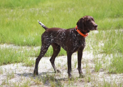 German Shorthaired Pointer - Jake