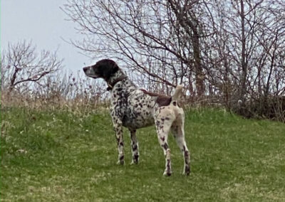 German Shorthaired Pointer – Winston