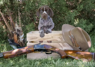 German Shorthaired Pointer - Boone