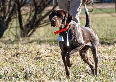 German Shorthaired Pointer - Boone