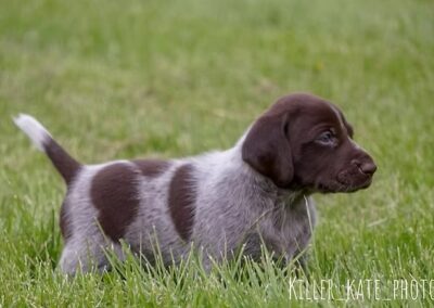 German Shorthaired Pointer - Boone