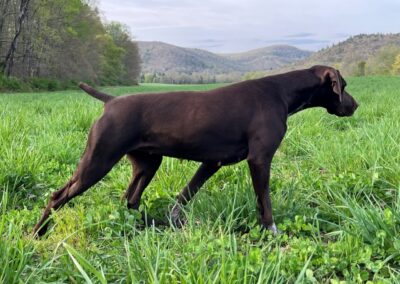 German Shorthaired Pointer - Sophia