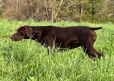 German Shorthaired Pointer - Sophia