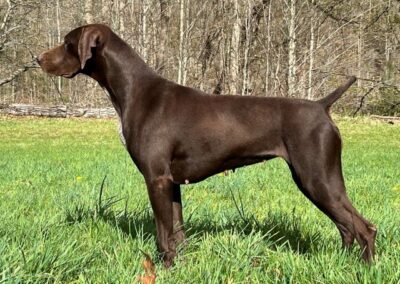 German Shorthaired Pointer - Sophia