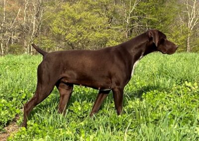 German Shorthaired Pointer - Sophia