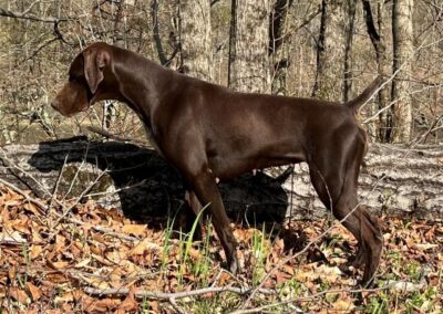 German Shorthaired Pointer - Sophia