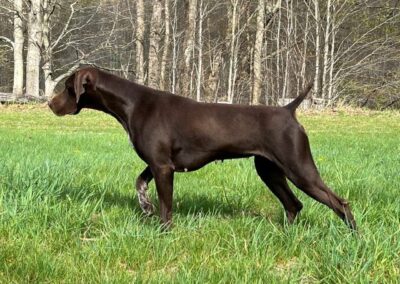 German Shorthaired Pointer - Sophia