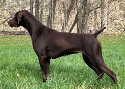 German Shorthaired Pointer - Sophia