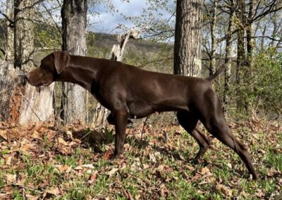 German Shorthaired Pointer - Sophia