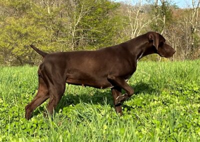 German Shorthaired Pointer - Sophia
