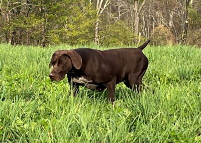 German Shorthaired Pointer - Sophia